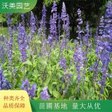 苗圃出售 藍(lán)花鼠尾草 花海工程打造 園林綠化色塊苗木