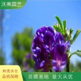 紫苜蓿花多品种草本花基地庭院园林绿化