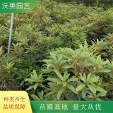 高山杜鹃花苗 庭院花镜绿篱植物 园林片植观赏植物