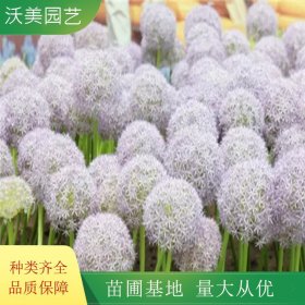 沃美园艺出售 大花葱花镜花海工程打造 园林绿化观赏栽植