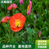 長期大量供應(yīng)**科植物 虞美人 長勢漂亮 形態(tài)優(yōu)美