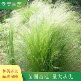 长期供应墨西哥羽毛草 园林绿化工程苗 宿根花卉植物 四季常绿