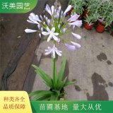 百子蓮 花境花海植物 園林地被色塊苗木 切花材料