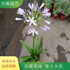 百子莲 花境花海植物 园林地被色块苗木 切花材料