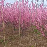 苗圃出售 榆叶梅 花园庭院观赏花苗 花海工程打造