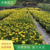 沃美園藝出售 木春菊小苗 綠化造景栽植 庭院園林觀賞苗