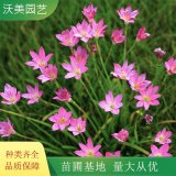 沃美园艺出售 红花葱兰 景区景观绿化苗 花镜花坛栽植苗