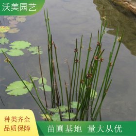 沃美园艺出售 水毛花小苗 花镜花坛造景栽植绿化工程苗