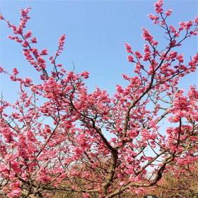 基地 骨里紅小苗 庭院別墅綠化苗木 園林觀賞花卉植物