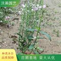 沃美園藝出售 假龍頭小苗 景區(qū)綠化工程苗 花鏡栽植苗