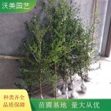 沃美园艺出售 小叶黄杨苗 耐寒耐旱 常绿栽植 道路工程苗