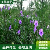 苗圃出售 矮生翠芦莉 园林绿化植物 花海工程打造苗木