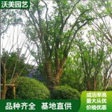 苗圃出售 丛生香柚 庭园园林造景植物 道路绿化色块苗木