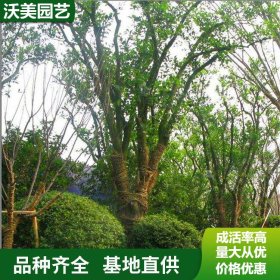 苗圃出售 叢生香柚 庭園園林造景植物 道路綠化色塊苗木