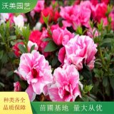 西洋杜鹃 苗圃 室内花卉 室内盆景 杜鹃花苗 带花苞 四季开花