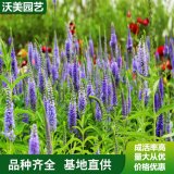 穗花婆婆納 花海工程打造苗木 園林綠化色塊綠化苗