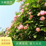 沃美園藝出售 薔薇花苗 景區(qū)園林墻體色塊裝飾綠化苗木