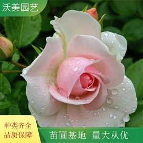 沃美園藝出售 玫瑰花苗 切花材料 別墅區(qū)造景栽植苗