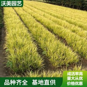 金线石菖蒲 湿地绿化常绿彩叶植物 池塘湿地水质公园观赏