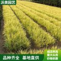 金線石菖蒲 濕地綠化常綠彩葉植物 池塘濕地水質(zhì)公園觀賞