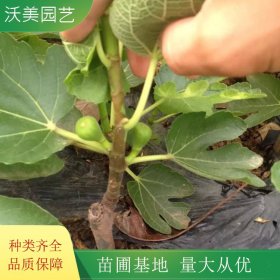 沃美园艺出售 无花果小树苗 别墅庭院栽植苗 绿化观赏苗