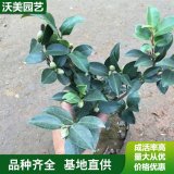 苗圃出售 茶梅 园林庭院造景植物 道路绿化色块苗木