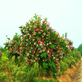 沃美園藝出售 直徑10-12公分喬木五彩錦帶苗 花壇列植樹