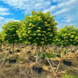 黄花槐 基地种植 景区园林绿化行道风景绿化庭荫树 市政道路观赏