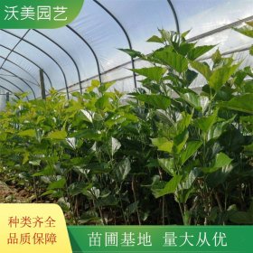 沃美園藝出售 桑椹苗 規(guī)格齊全 庭院園林綠化工程苗木