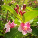 基地供應喬木五彩錦帶 觀花樹種 園林綠化樹 花量大