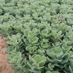 基地大量种植八宝景天小苗 阳台 庭院绿化观赏花卉 盆栽种植