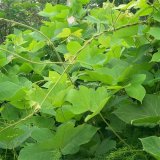 園林出售 葛藤 藤本植物 攀援植物 墻架棚體園林綠化工程苗