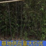 紫竹種植基地 庭院小區(qū)綠化用 對(duì)土壤要求不嚴(yán)