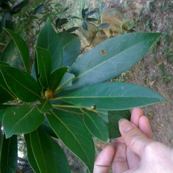 刨花楠