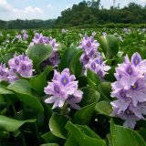 水葫芦 凤眼蓝 水浮莲 浮水莲花喜温暖湿润 阳光足适应性强