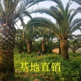 加拿利海棗 基地種植各種棕櫚樹 園林綠化景觀樹 量大更便宜