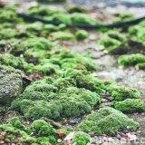 苔藓 家庭小绿植的新宠 园林景观建设绿植 建设苔藓公园