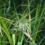 茭白 水生植物 綠化工程栽植 大量批發(fā)水體種植苗