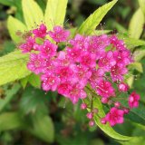 粉花繡線菊小苗 綠化造景栽植苗木 庭院園林觀花灌木