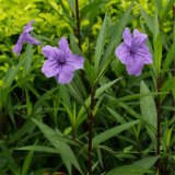 翠芦莉袋苗小苗 公园湖泊周围栽植多年生草本植物