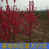 滿天紅碧桃 花鏡花壇造景樹 綠化工程行道樹 基地種植