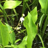 澤瀉 水澤 如意花 室外庭院盆栽 池塘河道水質(zhì)綠化美觀植物