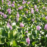 鳳眼蓮小苗 河道池塘綠化栽植苗 基地種植 量大