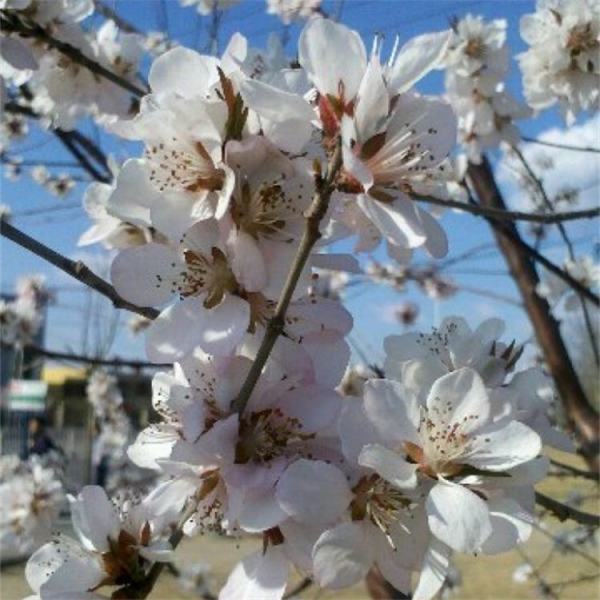 山桃花