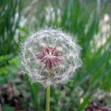 基地供應園林地被 濕地綠化工程植物蒲公英 四季種植苗