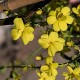 黃馨小苗 觀賞苗 四季常青 花壇花鏡種植觀賞 園區(qū)綠化栽植苗