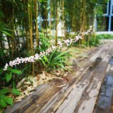 基地供應 花葉山麥冬 庭院花壇種植觀賞 公園道路綠化造景植物