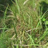 苗圃出售白茅 濕地公園生態(tài) 河道水體綠化 美化水質(zhì)工程