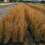 重金屬柳枝稷 小苗花鏡花壇配植 道路綠化地被批發(fā)