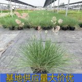 基地出售蜜糖草 多年生草本道路隔離帶綠化工程苗花鏡切花材料